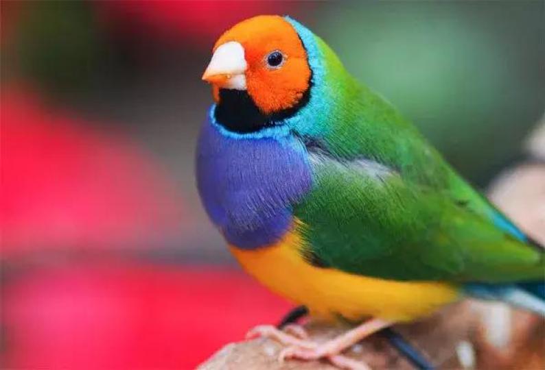 七彩文鳥又稱胡錦鳥、格爾丹雀
原産於澳大利亞,由於色彩非常鮮
艷美麗很受歡迎,是著名的龐物鳥...