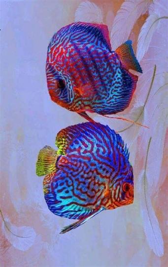 被例爲色彩最美麗的
觀賞魚之一。...