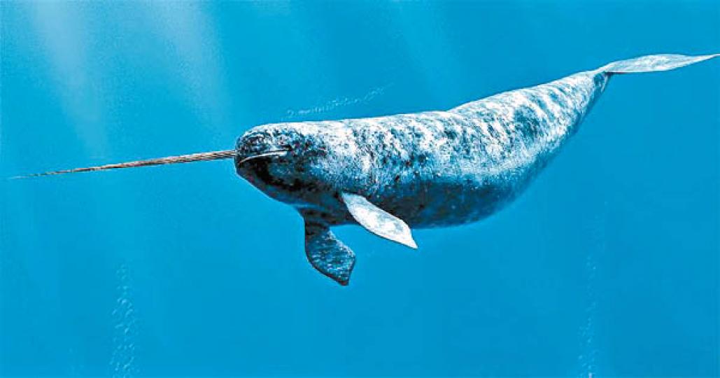 一角鯨.主要分布在大西
洋和北冰洋海域,體長約
4至5米,雄性較雌性長，
成年體重800至1600公
斤,頭上長長的角而得
名一角鯨,據說英女皇
一杆權杖就是用一角
鯨的長角制造,可見它
幾珍貴...