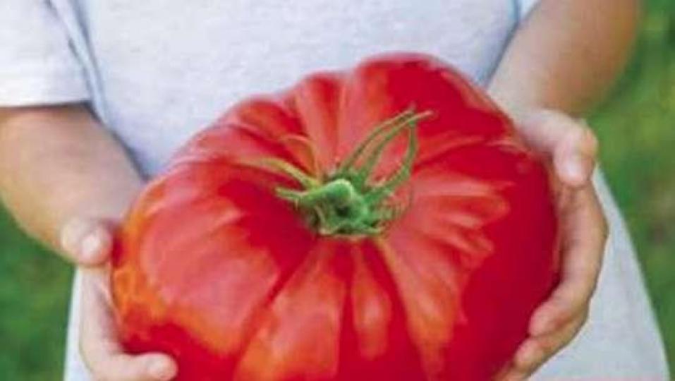 澳大利亞農夫種出的一
個重1.1公斤番茄。...