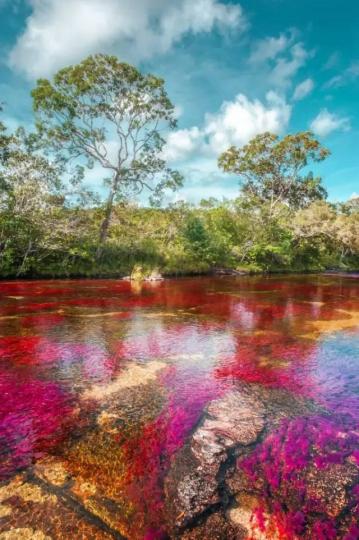 哥倫比亞的彩虹河被公
認爲世界最美麗的河流
之一,但它的顔色並不總
是如此美麗,彩虹色的河
流衹會出現在每年特定
季節,每年秋天會變成紅
色,系由河底生出有紅色
植物,配上河中黃色石頭
和藍色河水構成...