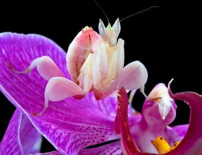 蘭花螳螂系最漂亮搶眼
的螳螂,産於東南亞馬來
西亞熱帶雨林,它們顔色
和肢體演化成類似蘭花
花瓣,棲息在蘭花上僞裝
成蘭花不容易被獵物察
覺,這也是它守株待兔的
捕食方式。...