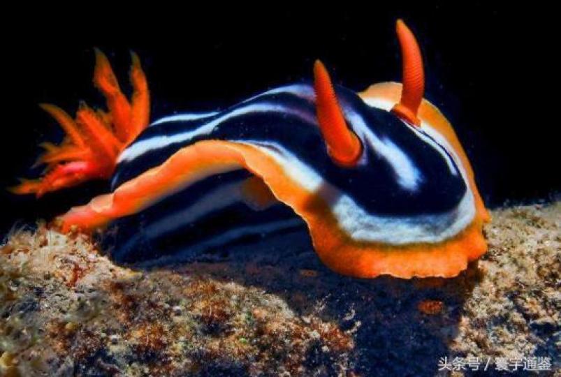 色彩彯亮的海蛞蝓,也稱
海兔,是雌雄同體的海洋
生物。...