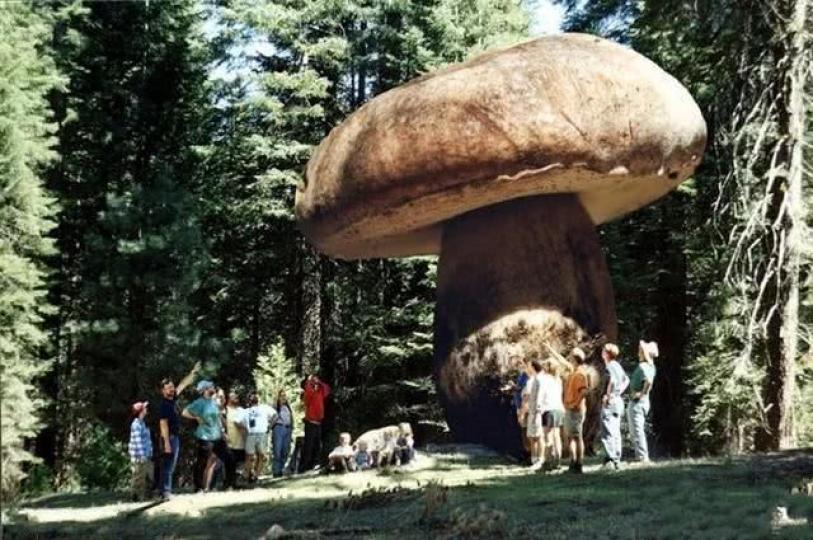 據説在美國俄勒岡州馬
爾國家森林公園有一棵
巨大蘑菇？...