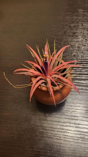 空氣草會開花.......