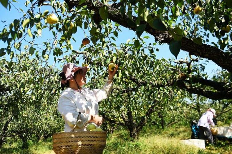 Pear season is here!.......