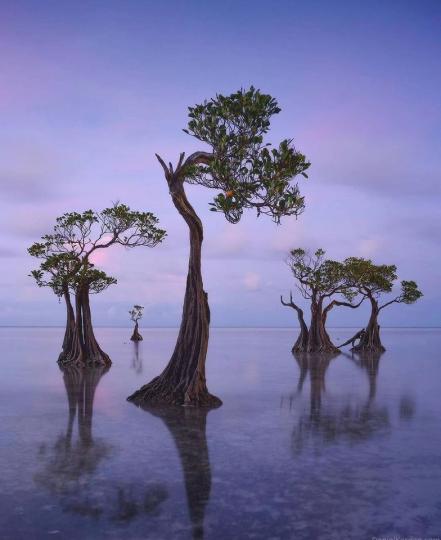 印度尼西亞的海灘上有幾棵歪歪扭扭卻超有藝術感的松巴舞樹...