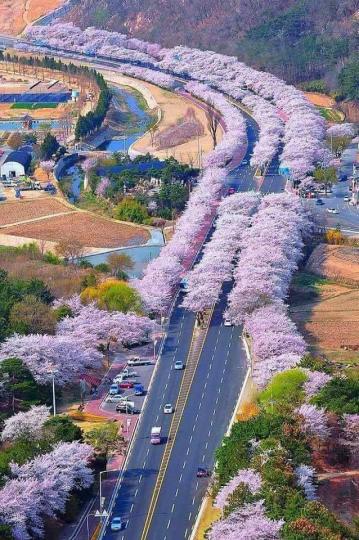 韓國櫻花樹開得這樣美...