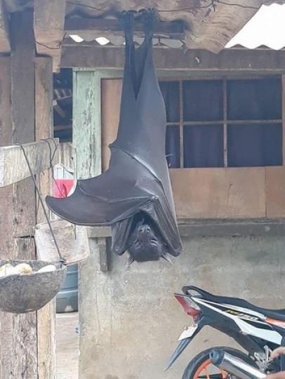 後院出現「巨無霸大蝙蝠」畫面超驚人...
