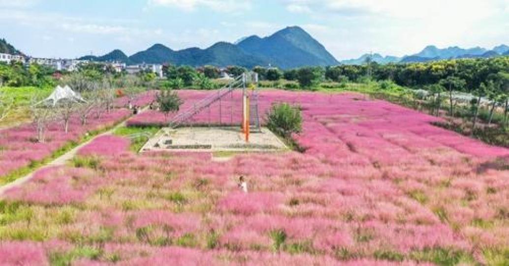 A field in Wanfenglin Street in Xingyi, #Guizhou province is now adorned with blooms of the pink muh... A field in Wanfenglin Street in Xingyi, #Guizhou province is now adorned with blooms of the pink muh...