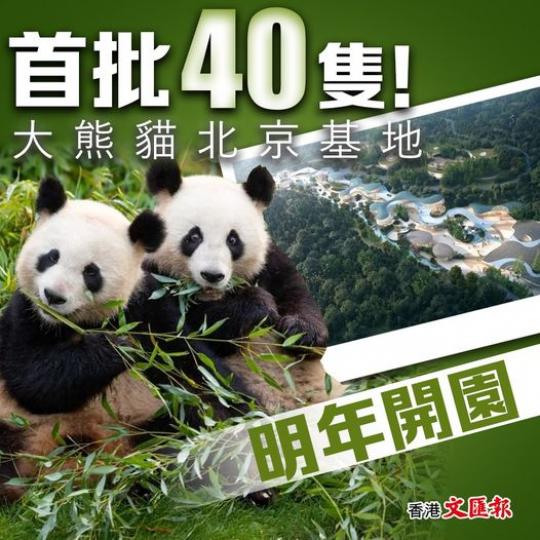 首批40隻！大熊貓北京基地明年開園...