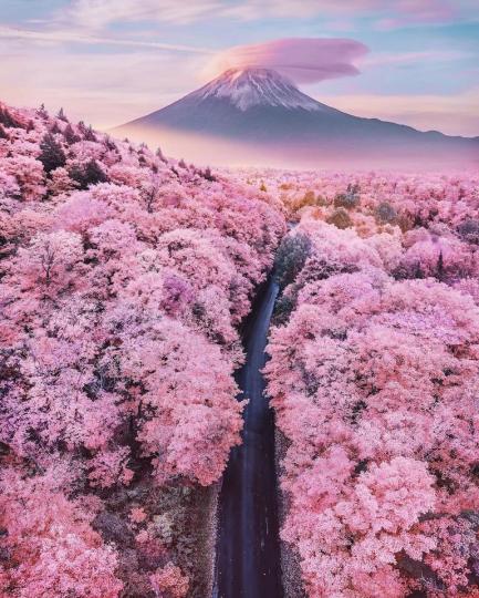 山林間的粉紅櫻花林目前全面免費開放...