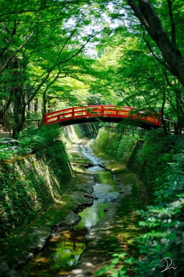 台灣也有媲美京都的優美竹林...