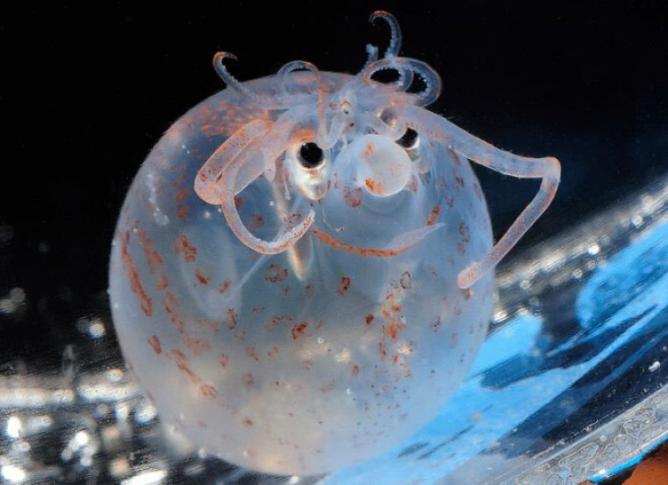 超可愛的罕見生物「小豬魷魚」深海出沒...