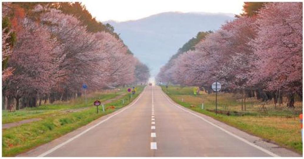 櫻花蔓延長長道路兩旁...