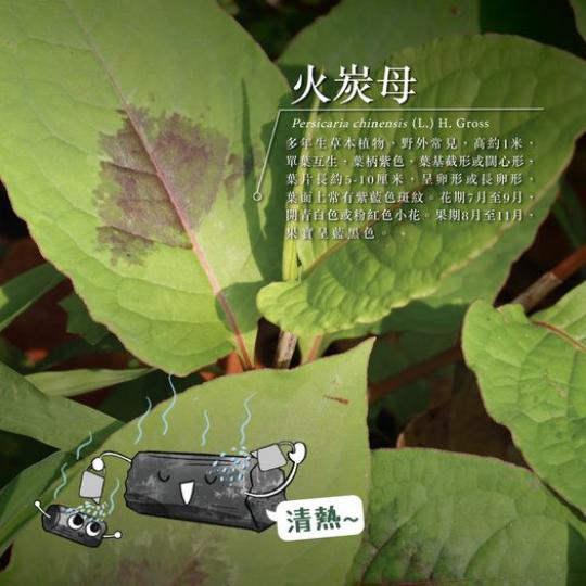 火炭母的V形「胎記」.......