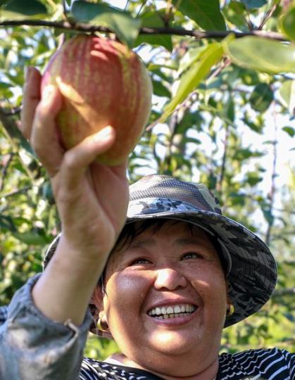 Workers are busy picking and packaging the juicy pears in Tianganghu... Workers are busy picking and packaging the juicy pears in Tianganghu...