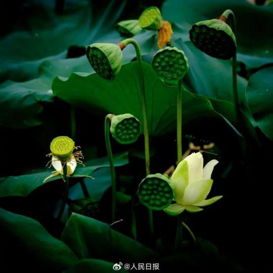 圓明園荷花「頭像」上新...
