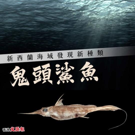 12新西蘭海域發現新種類「鬼頭鯊魚」...