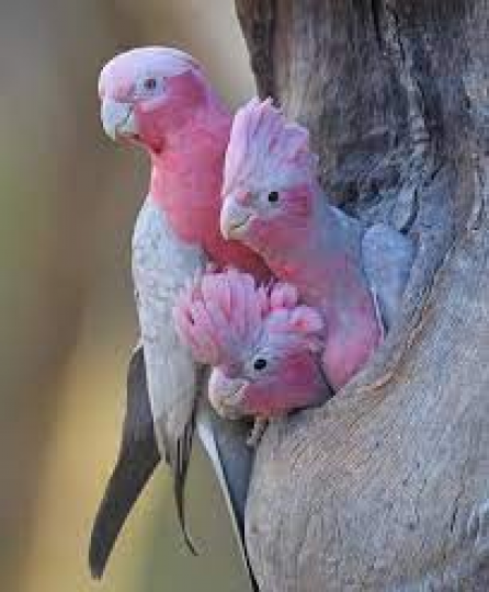 送上一幅温馨的圖片:小鳥一家人
願大家生活愉快!...