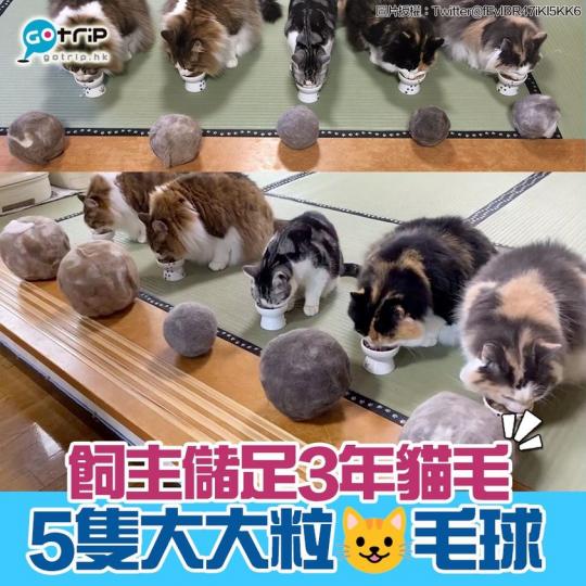 日本一位貓奴用咗3年時間收集5位主子嘅貓毛，制成超大嘅貓毛球！...