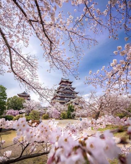 伏見桃山城的寧靜城景與櫻花滿開...