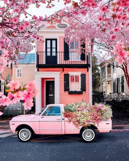 超粉嫩的粉色小屋前，被開得燦爛的粉紅花朵包圍...