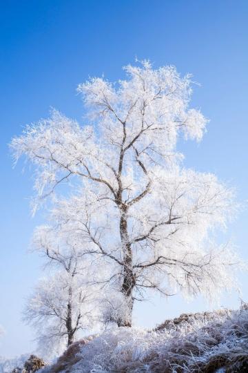 霧凇不是雪，也不是冰，而是水蒸氣遇冷凝結在枝葉上的冰晶，俗稱「樹掛」...