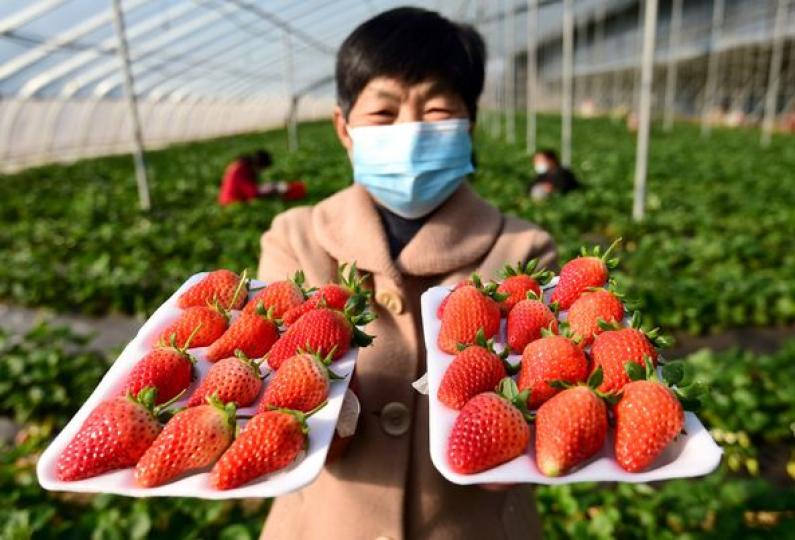 Juicy strawberries hit the festival market in Handan, Hebei province....