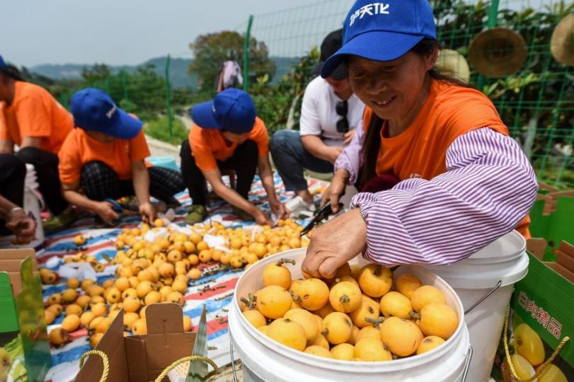 The loquat trees in Chongqing have just ripened, and the farmers are busy picking fruit....
