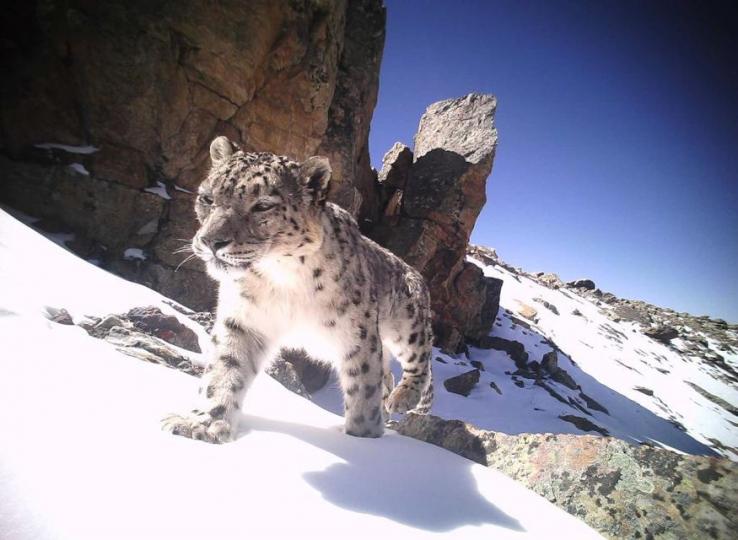 西藏珠峰地區雪豹數量超過100隻...