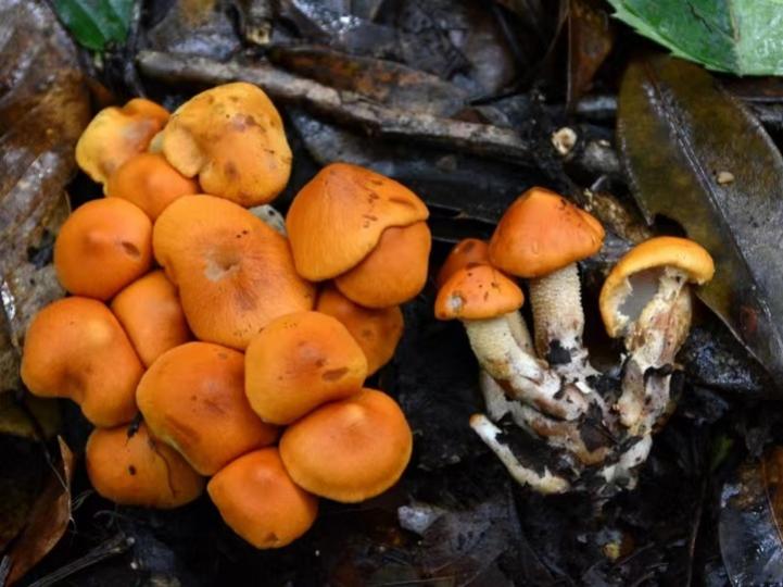 Chinese researchers have discovered a new fungus species...