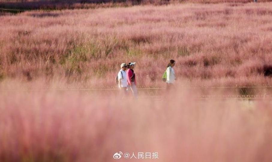 ...你的粉黛亂子草已粉...