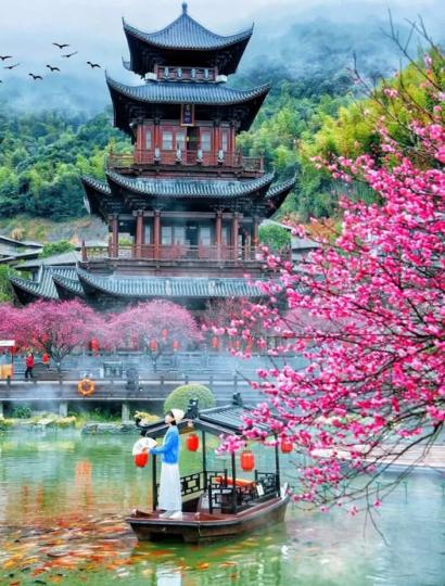 梅花盛開的葛仙村......