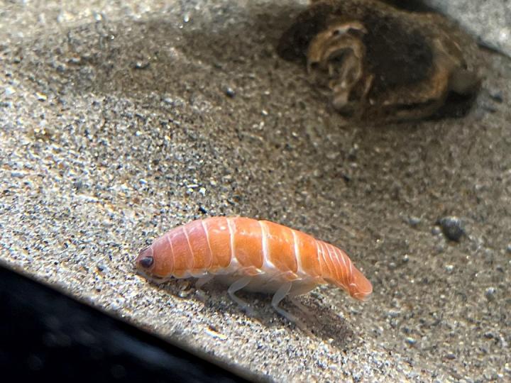 日本海藍寶石福島水族館裡一隻蝦子因為「長得太像鮭魚壽司」而意外爆紅...