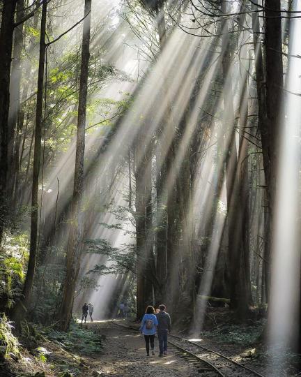 特富野古道的幽靜森林中，大片光束暖暖灑落太美了...