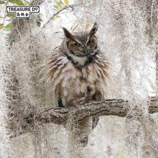 巨角貓頭鷹Great horned owl是一種常見於北美的鴞類鳥類...