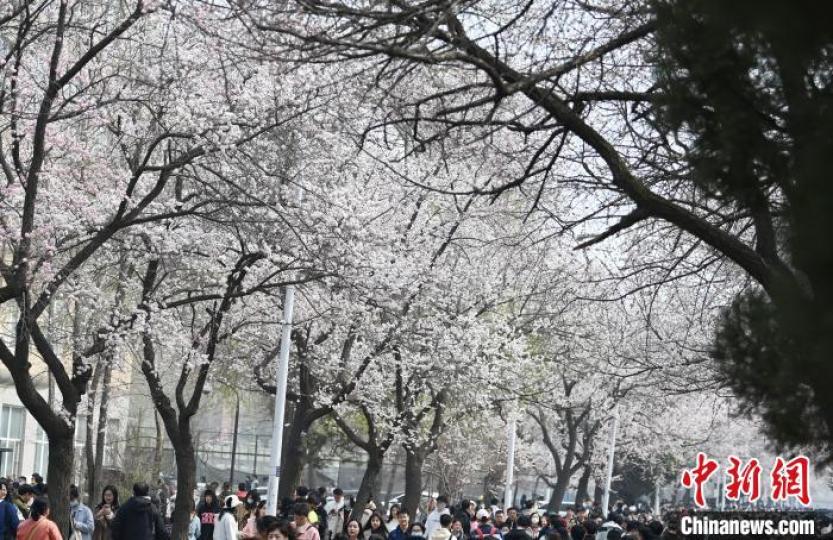 Apricot blossoms are in full bloom at Jilin University...