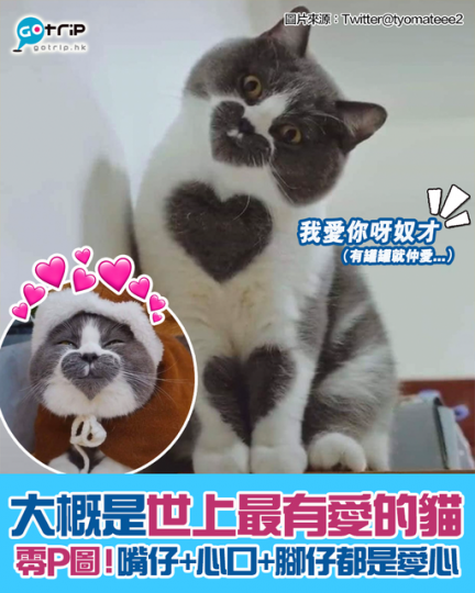 網民：能成為貓奴總帶著愛...