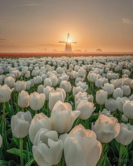 荷蘭花海在世界上數一數二，夕陽下看風車配著朵朵白花...