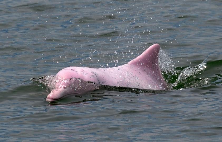 海面上出現夢境般的粉紅色海豚...