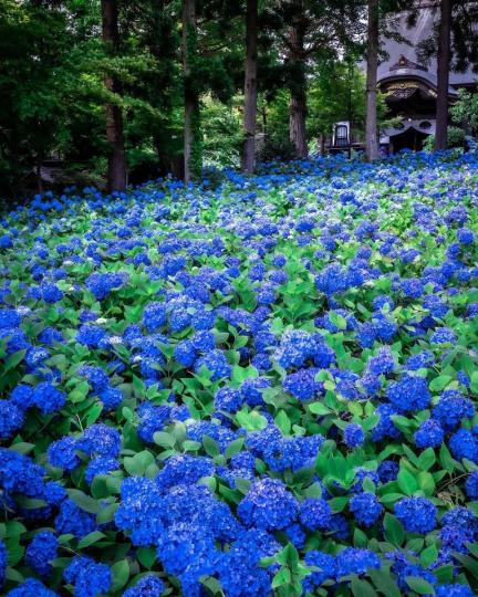 爆炸盛開的繡球花，交織成大片藍色地毯...