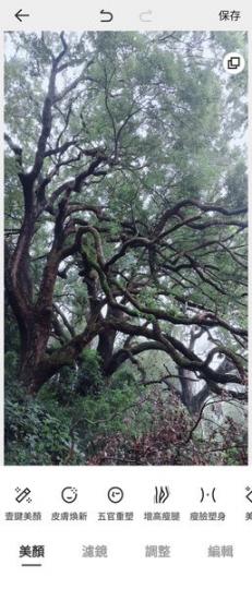 禾徑山村長山古寺附近，有一處樟樹林，有數棵超過四百年歷史的參天巨木...