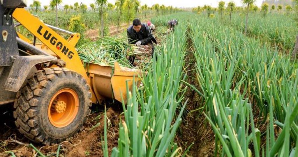 In Handan, Hebei province, known as the "hometown of green Onions", farmers are busy with a bumper...