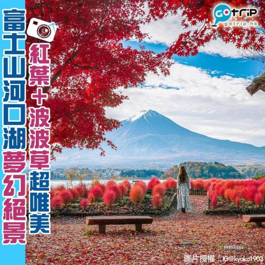 位於河口湖站的大石公園，可以一次觀賞富士山、紅葉同波波草，超唯美！...