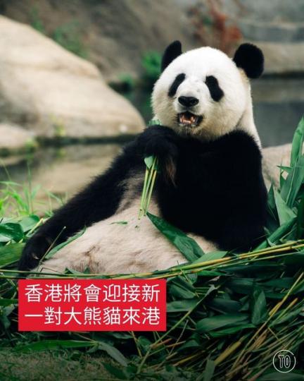 大家會如何為大熊貓改名呢？......