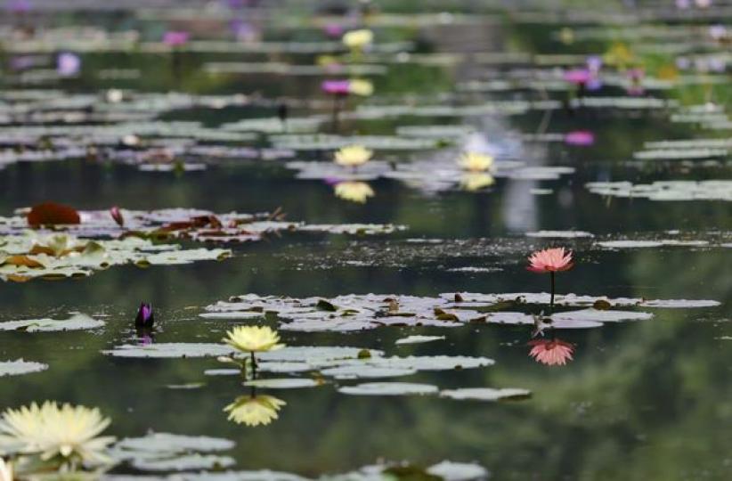 ,,,,,,recently opened Yunxi Botanical Garden...
