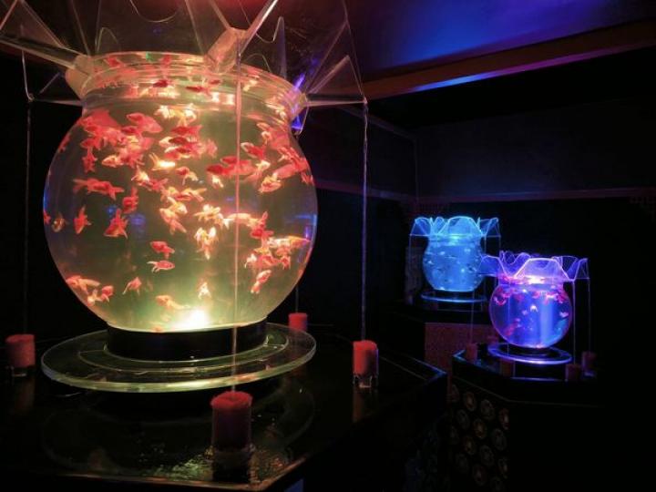 ...搶沙發一睹首日在后海華潤藝術中心開幕的Art Aquarium Museum...