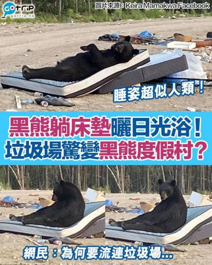 加拿大有一名女子，在垃圾場目擊一隻黑熊躺在被丟棄的床褥上...
