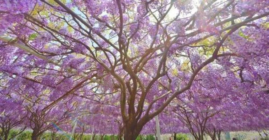 紫藤花的季節已經要來啦...